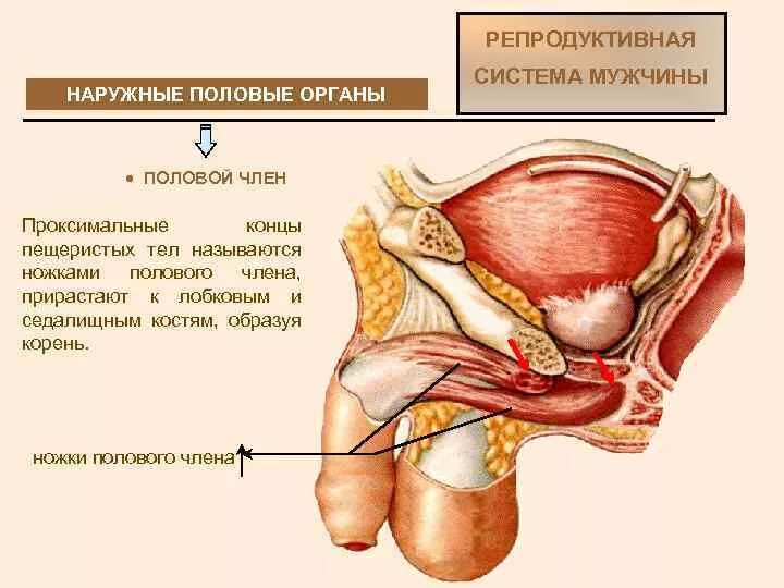 Органы составляющие мужскую половую систему