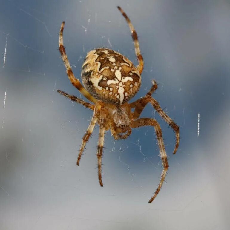 Крестовики опасен ли для человека. Паук крестовик. Araneus diadematus - крестовик. Южнорусский Тарантул крестовик. Araneus diadematus паук крестовик.