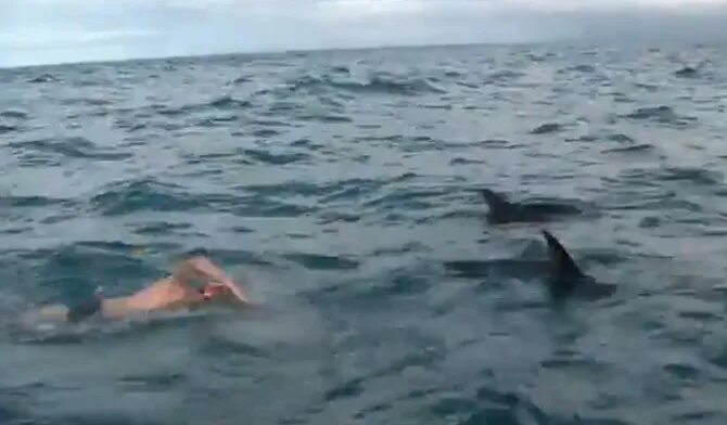 Нападение дельфинов. Дельфины спасают людей.
