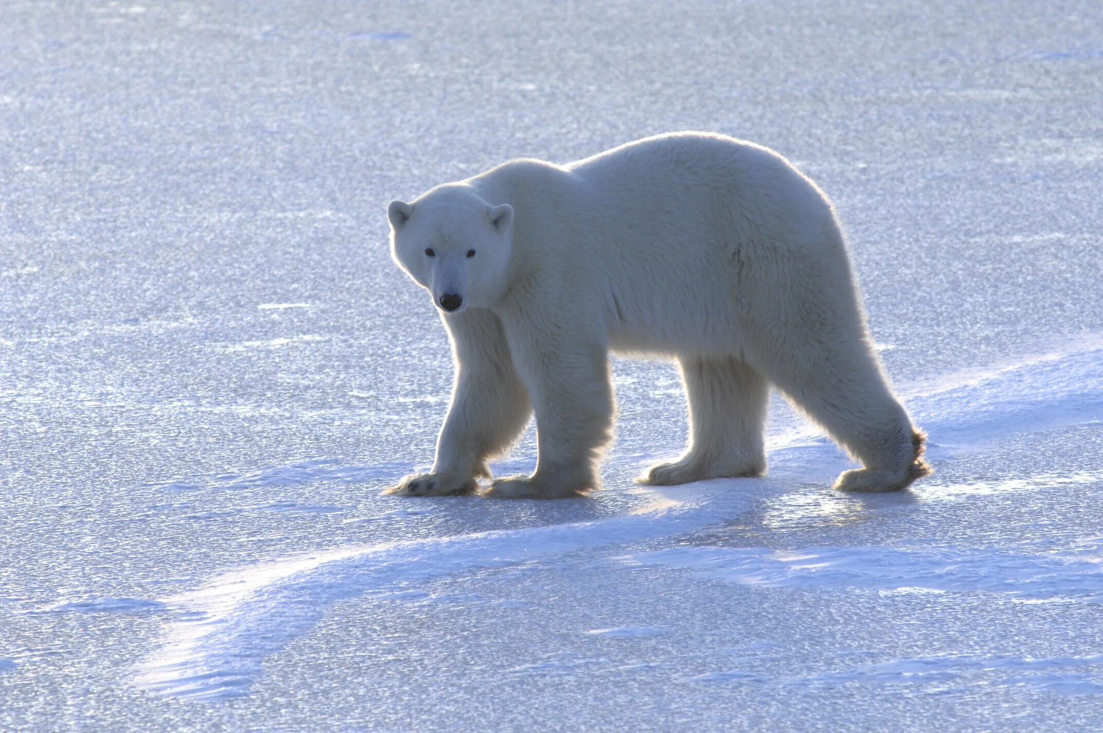 Белый медведь. Полар бир (polar bear). Белый медведь с медвежатами. Белый медведь идет. Полярный медведь.