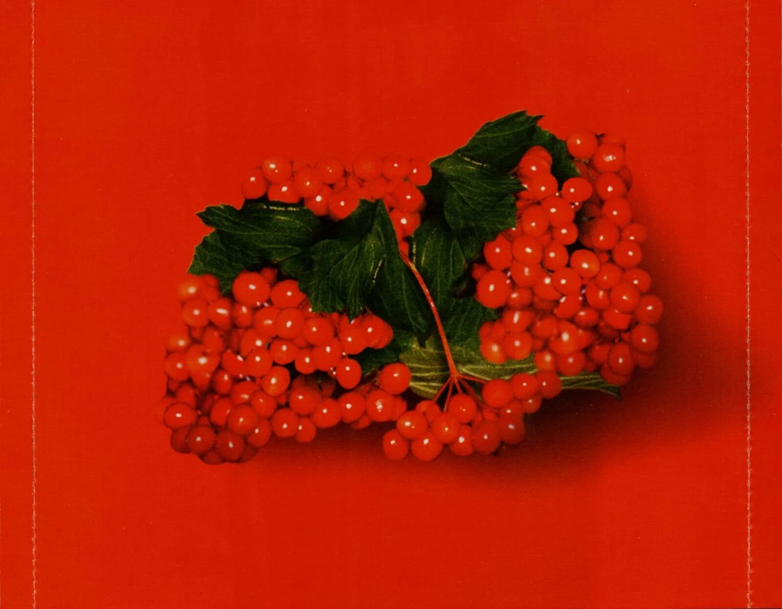 Калина горькая. Горькая калина плюсы. Калина красная ноты. Калина красная калина горькая. 290 калина красная.