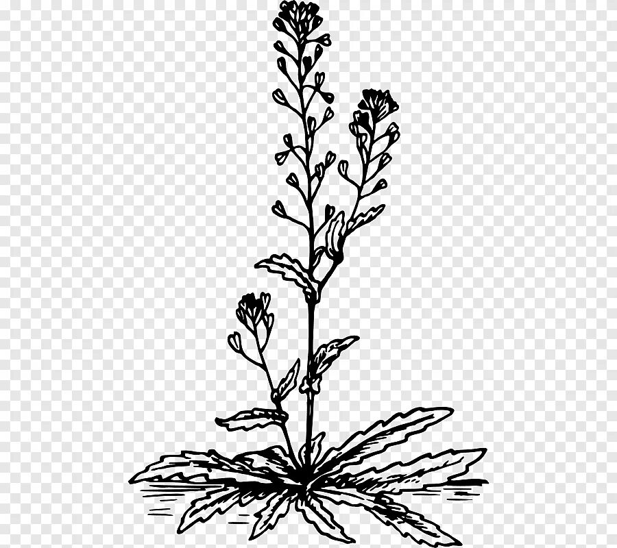 Пастушья сумка растение рисунок. Пастушья сумка ботаническая иллюстрация. Пастушья сумка (capsella bursa-pastoris). Пастушья сумка рисунок. Пастушья сумка трава.