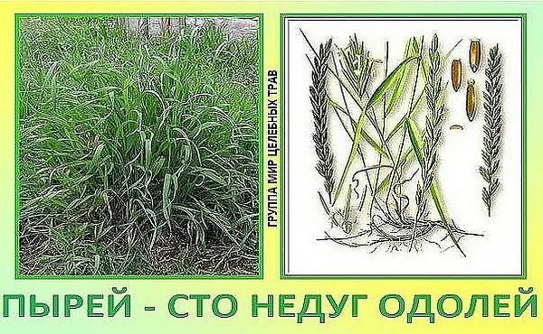 Пырей ползучий Колос. Пырей ползучий корень. Пырей сизый. Пырей ползучий гербарий.