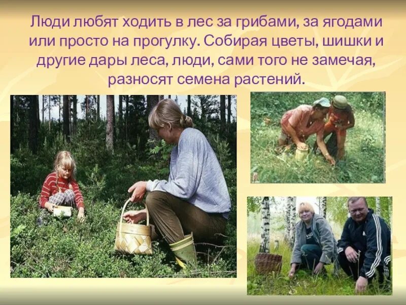 Как я была в лесу летом 3. Рассказ летом в лесу. ходить в лес. рассказ о прогулке в лесу летом. рассказ про летний лес.