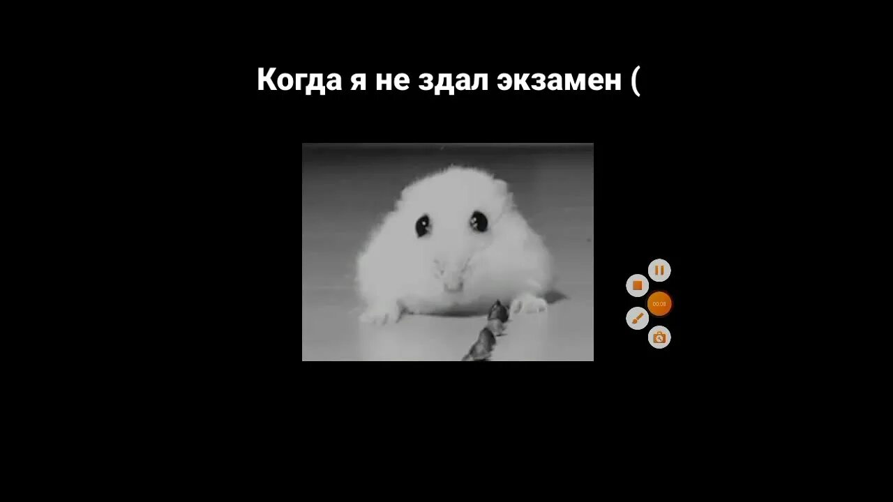 Я жую свою любимую жвачку. Я жую любимую жвачку свинка. грустный хомяк. мемы с хомяками. я жую любимую жвачку хомяк мем.