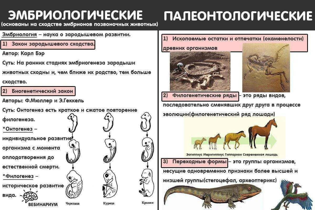 Возникновение животных