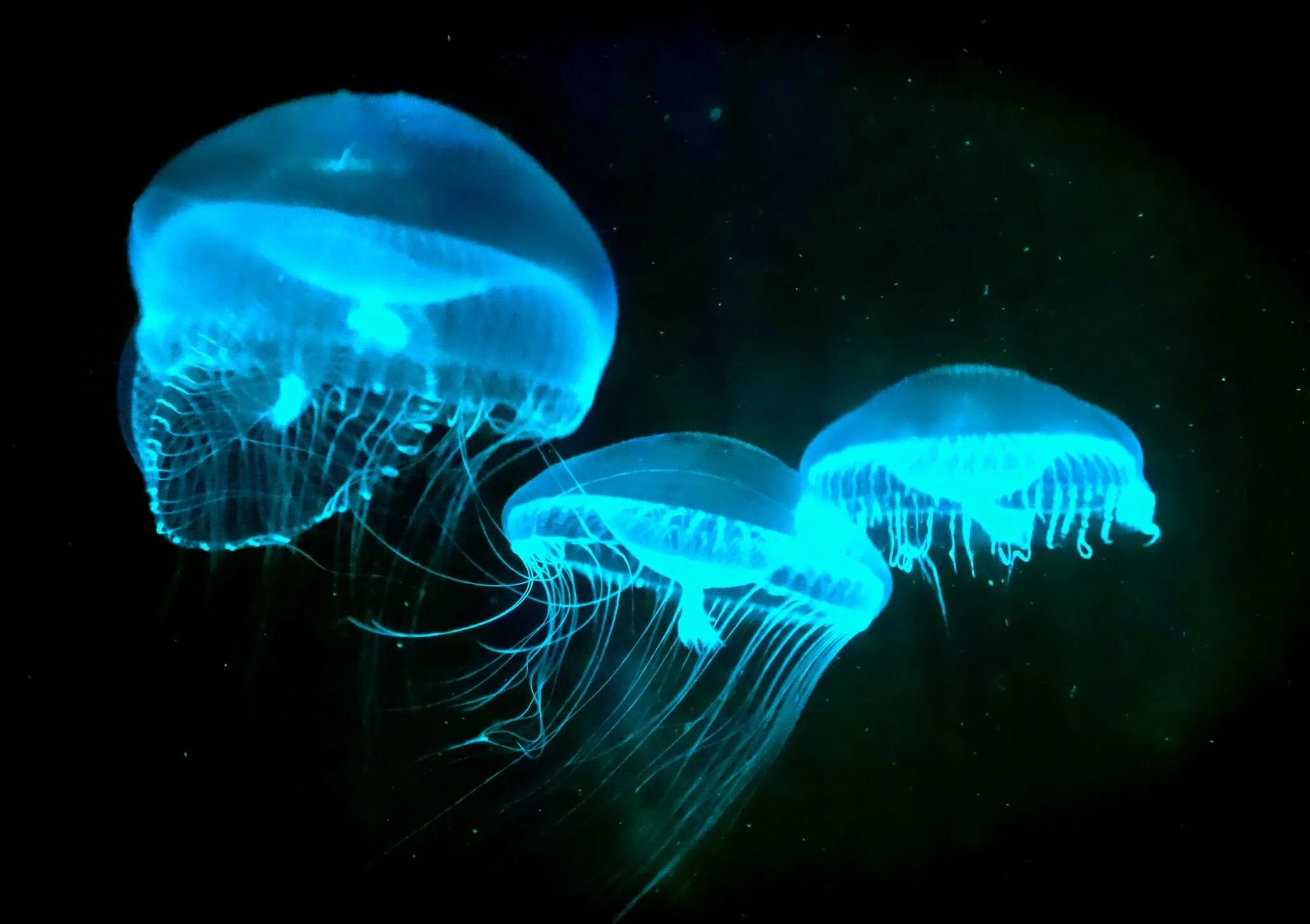 Светящийся орган. Aequorea Victoria медуза. Медуза Aequorea Aequorea (. Секреторная биолюминесценция.