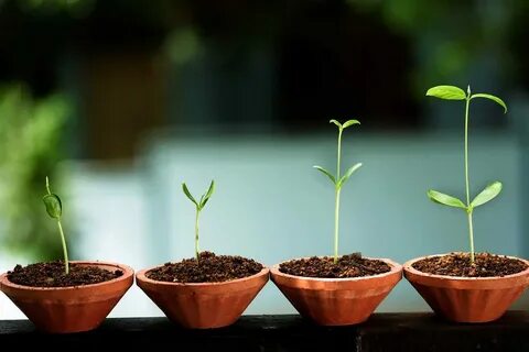Best growing plant