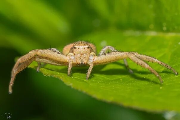 Edit free photo of Goldenrod crab spider,misumena vatia,spider,white spider,free