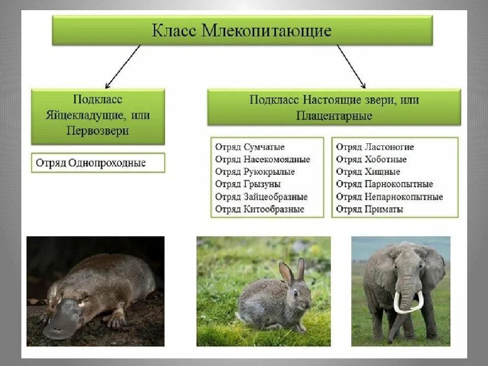 Отряд высшие звери плацентарные. Подкласс сумчатые отряды. Систематика отряда сумчатых. Отряды млекопитающих плацентарных животных.