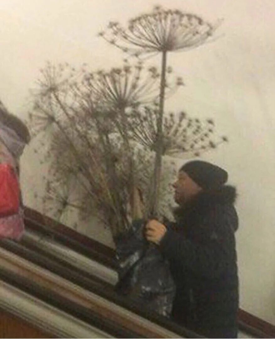 Нарву цветов той девушке которую люблю. Мужик в метро с борщевиком. букет из борщевика. девушка в метро с борщевиком. нарву цветов и подарю тебе.