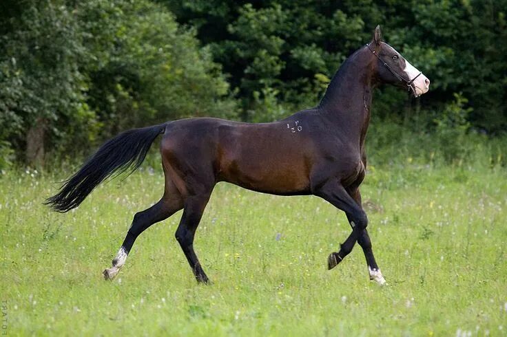 Пин от пользователя Julie Izzo на доске Horse: How graceful thou art!!!! Ахал те
