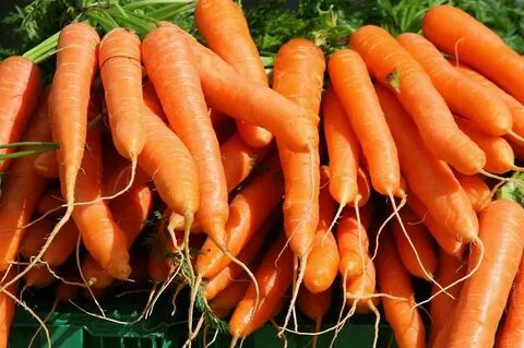 Лучшие сорта моркови для подмосковья открытый