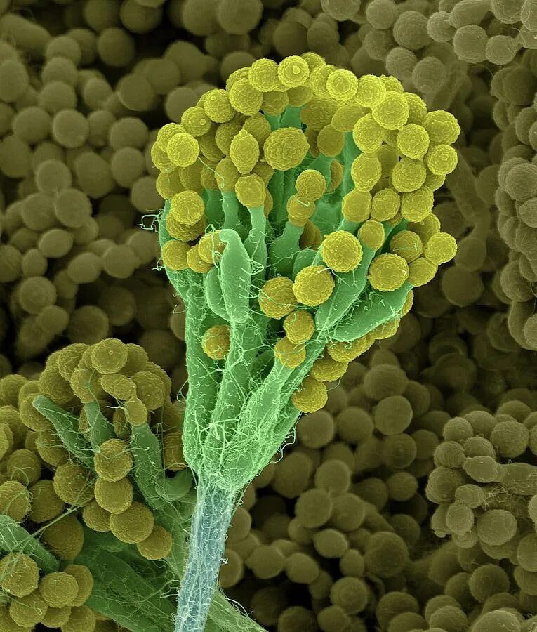 Пенициллиум нотатум. Penicillium notatum chrysogenum. Пенициллиум хризогенум. Пенициллин гриб. Плесневый гриб пенициллин