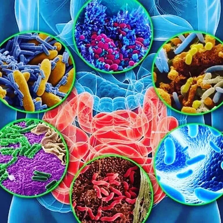 Микрофлора содержится в. Микрофлора содержится в. Микрофлора человека микробиология схема. Микробиота кишечника человека. Микрофлора содержится в.