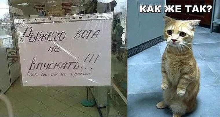 Не верь коту он ел