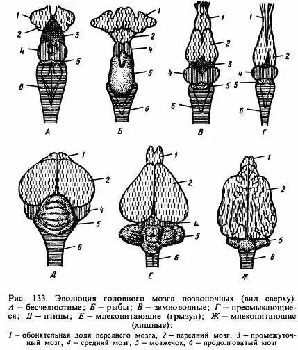 Мозг позвоночных сравнение. Головной мозг разных классов хордовых. Эволюция головного мозга хордовых. Строение головного мозга хордовых. Строение головного мозга рыб ЕГЭ.