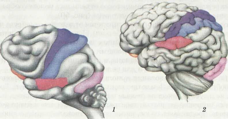 Мозг гориллы и человека. Строение головного мозга приматов. Строение мозга человекообразной обезьяны. Головной мозг человекообразных обезьян. Головной мозг человека и человекообразной обезьяны.