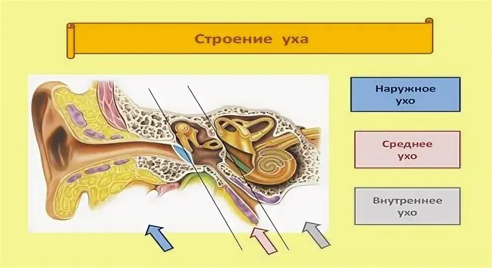 Строение ушной раковины. Нервные клетки, воспринимающие звуковые колебания, расположены. Где расположены рецепторы воспринимающие звук. Рецепторный орган слуха