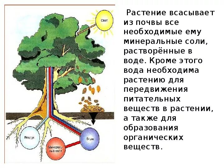 Растения усваивают азот из воздуха. Схема поступления питательных веществ растений из почвы 3 класс. Поглощение Минеральных веществ растениями. Минеральное питание растений. Минеральное и Корневое питание растений.