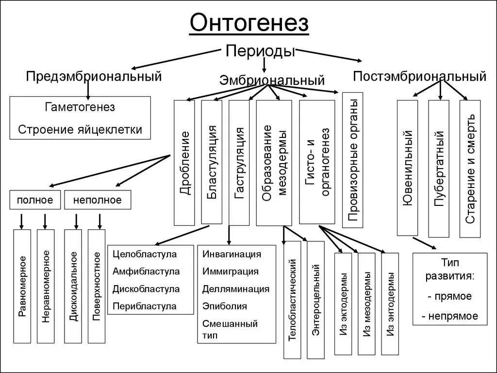 Индивидуальное развитие живого организма. Этапы онтогенеза схема. Периоды онтогенеза схема. Индивидуальное развитие организма схема. Начальные этапы онтогенеза таблица.