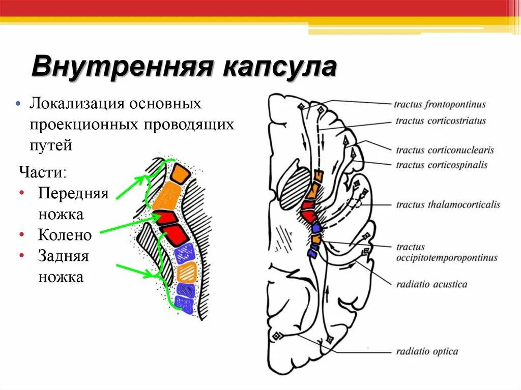 Проводящие системы головного мозга. Внутренняя капсула пути волокон схема. Внутренняя капсула, топография проекционных проводящих путей. Строение внутренней капсулы проводящие пути анатомия. Внутренняя капсула неврология строение.