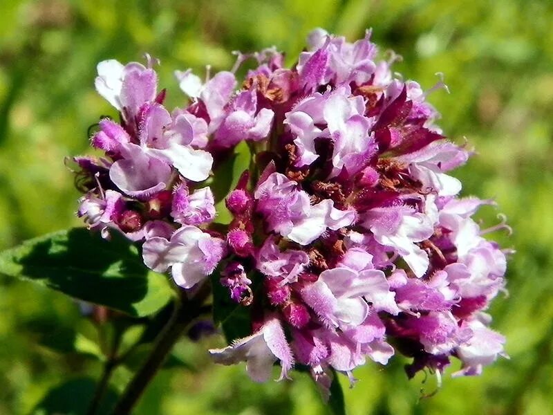 Таволга (лабазник) вязолистная – filipendula ulmaria. Лабазник вязолистный. Трава а также девичье имя 4. Дербенник (плакун) иволистный. Душица обыкновенная (орегано).