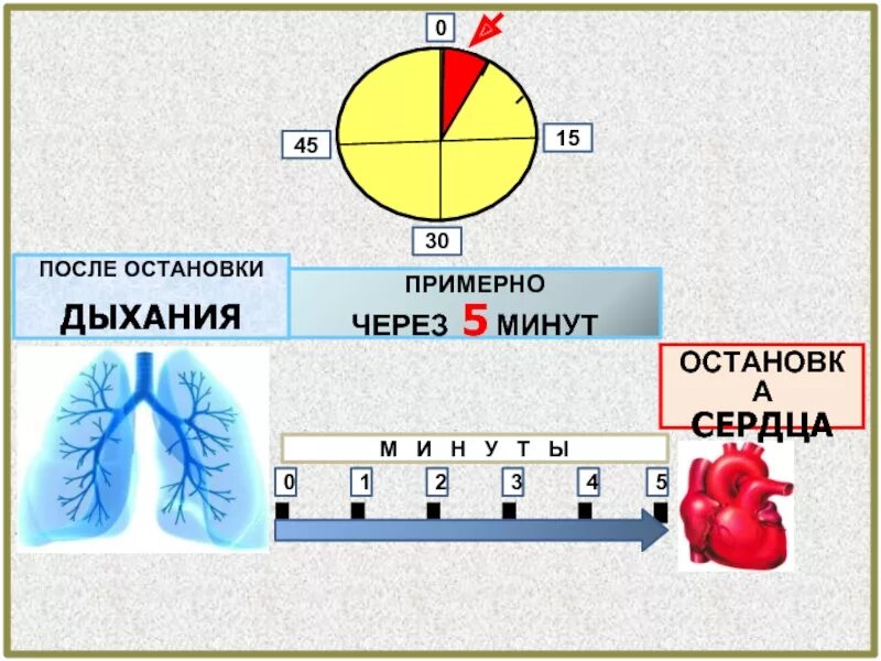 Останавливается сердце форум. После остановки сердца. через сколько после остановки дыхания останавливается сердце. сколько времени после остановки сердца. сколько человек живёт после остановки сердца.