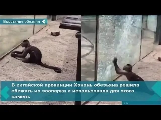 Сбежала обезьяна. Обезьяна сбежала из зоопарка. Сбежала обезьяна из зоопарка объявление. Из зоопарка сбежала обезьяна новости. Внимание! Из зоопарка сбежала обезьяна.