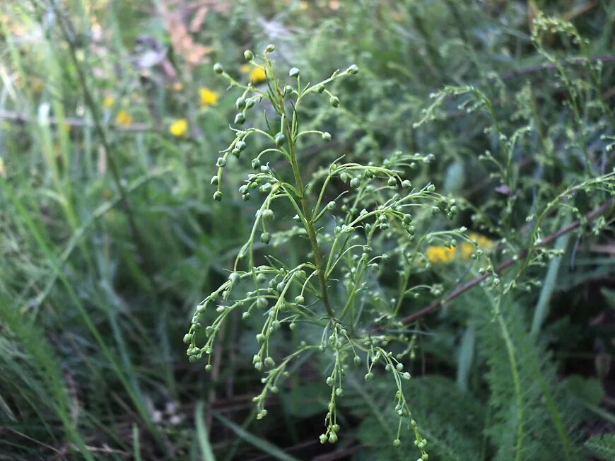 полынь полевая- artemisia campestris l. полынь каспийская artemisia caspica. полынь горькая полевая. горькая полынь эстетика. полынь горькая полевая.