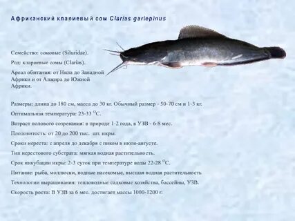 Продолжительность жизни сома