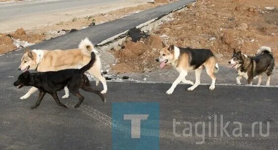 Стая собак Нижний Тагил. Бездомные собаки в Нижнем Тагиле. Отловленные собаки в Нижнем Тагиле. Отлов бродячих собак Нижний Тагил 2021. Собаки куплю тагил