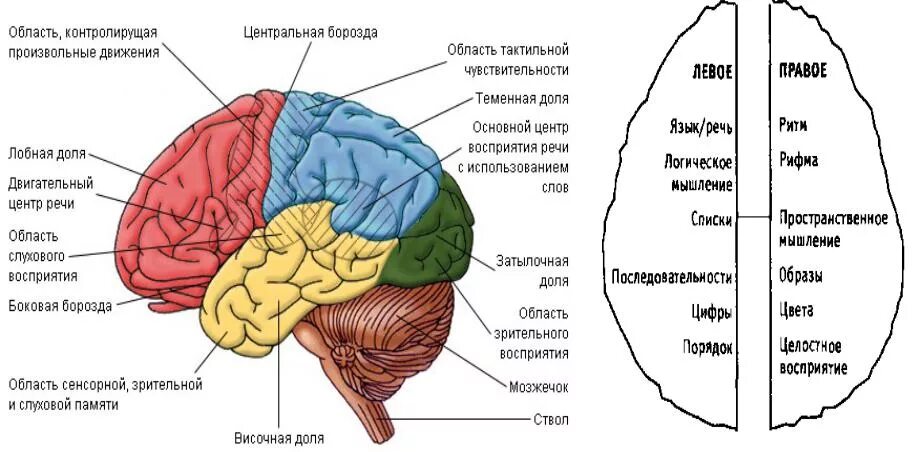 Какие функции выполняют доли мозга. Схема долей коры головного мозга.