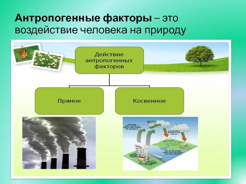 Антропогенные факторы это воздействие человека на природу. Антропогенные факторы воздействия на природу. Антропогенные экологические факторы. Антропогенные факторы окружающей среды. Воздействия антропогенных факторов на среду