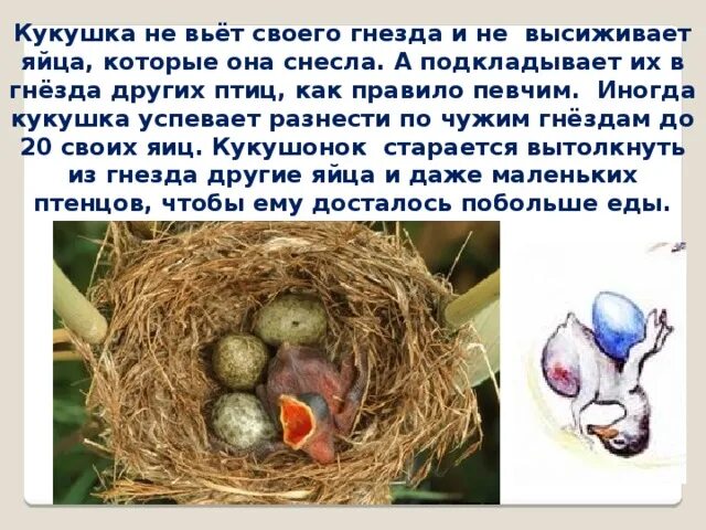 Гнездо кукушки. Гнездо с яйцом кукушки. Кукушка откладывает яйца в гнезда. Птицы которые высиживают яйца.