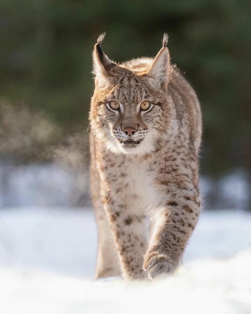 Фотографии рыси. Рысь - Lynx Lynx (Linnaeus, 1758). Восточно Сибирская Рысь. Беловежская пуща Рысь. Гималайская Рысь.