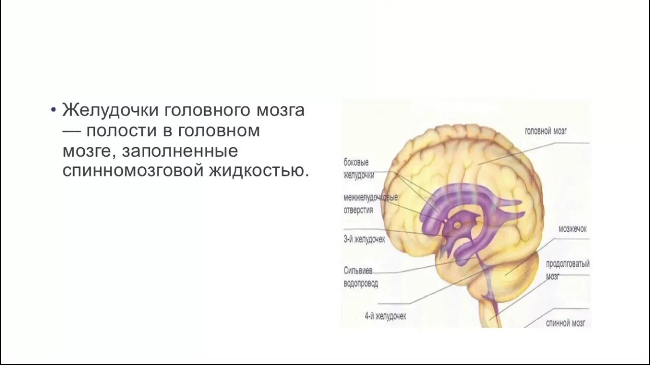 Средний мозг желудочек