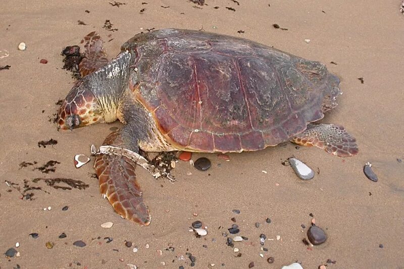 Мертвая черепаха сухопутная. Мертвая красноухая черепаха. Красноухая черепаха сухопутная красноухая черепаха. Смерть черепашки красноухой. Дохлая сухопутная черепаха.