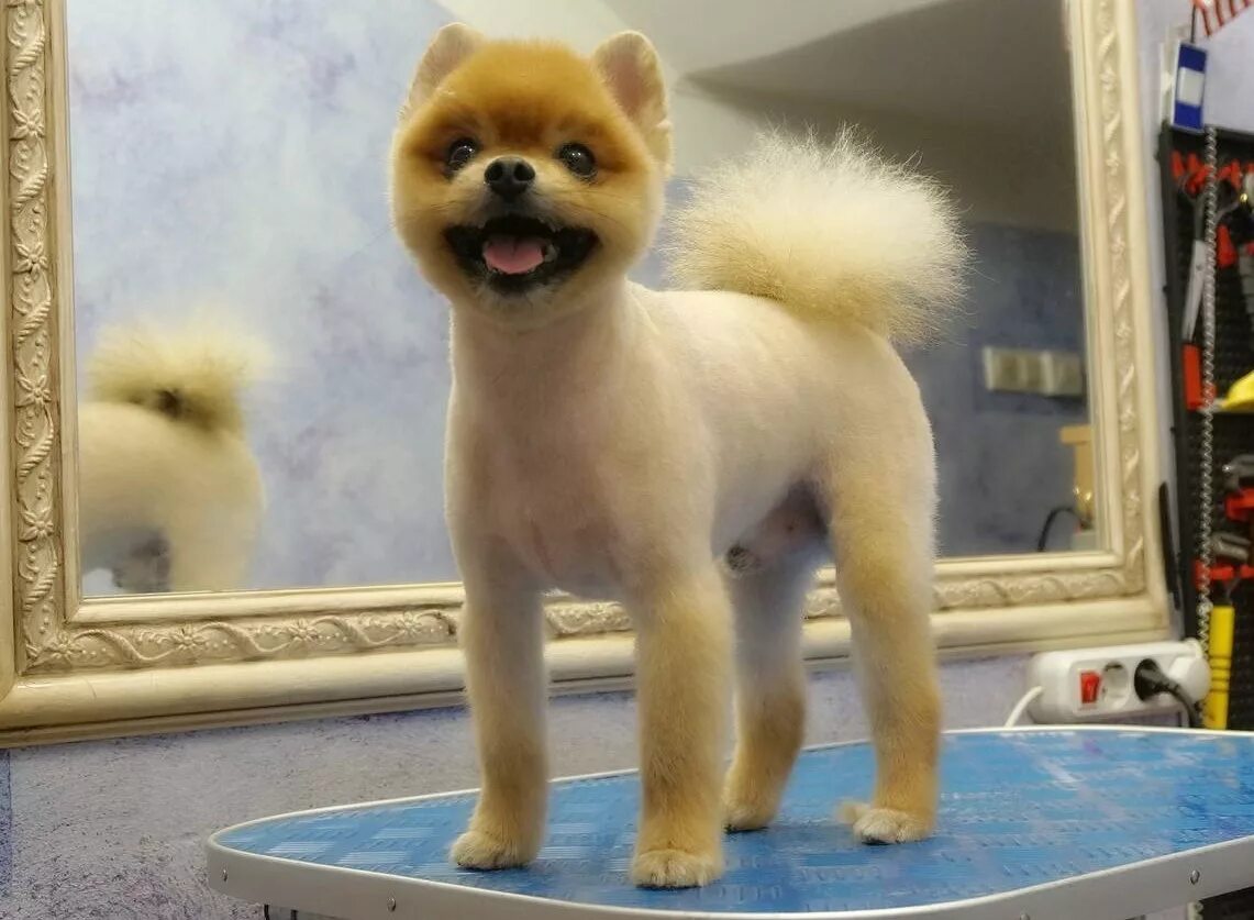 стрижка под мишку. лысый помиранскийшпитц. стрижка под мишку. померанский шпиц подстриженный. померанский шпиц.