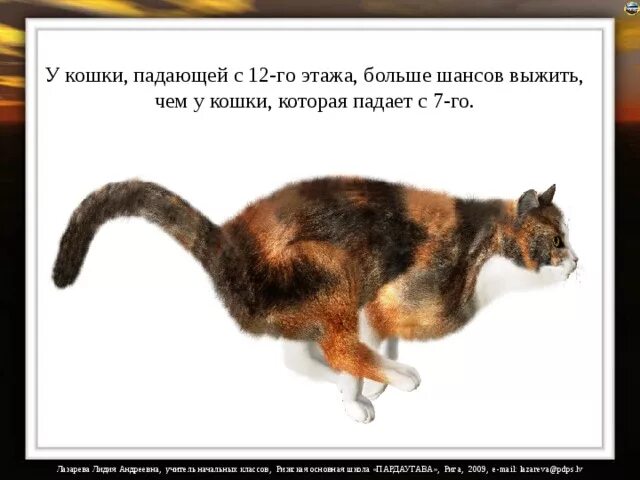 Кошка упала с 5 этажа. Котенок падает. Если кошка упадет с 5 этажа. Падение кошки.