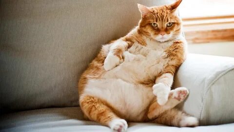 Should cat