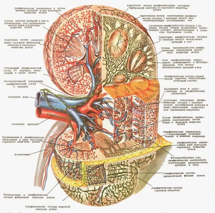 Кровеносная система почки схема. Кровеносная система почки анатомия. Регенерация почки гистология. Мочевыводящая система нефрон. Кровоснабжения почек и нефронов физиология.
