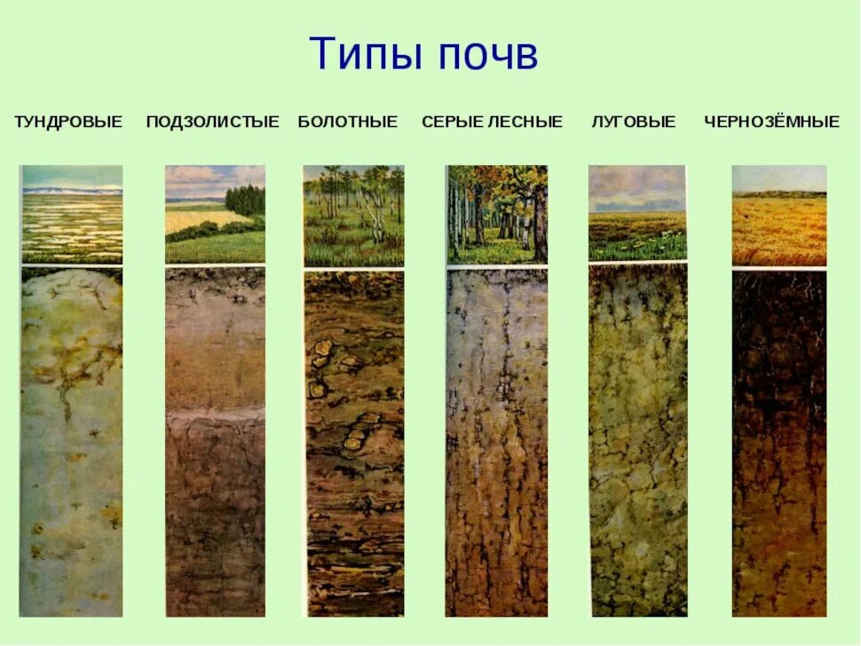 7 виды почв