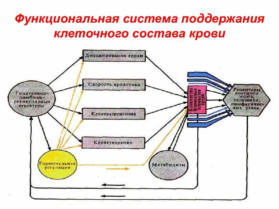 Что такое функциональная система. Функциональная система поддержания уровня глюкозы в крови. функциональная система поддержания ph крови схема. функциональная система поддержания кос крови. последовательность звеньев функциональной системы.