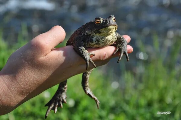 травяная и остромордая лягушки. жаба уральские. жаба уральские. травяная лягушка. зеленушка лягушка.