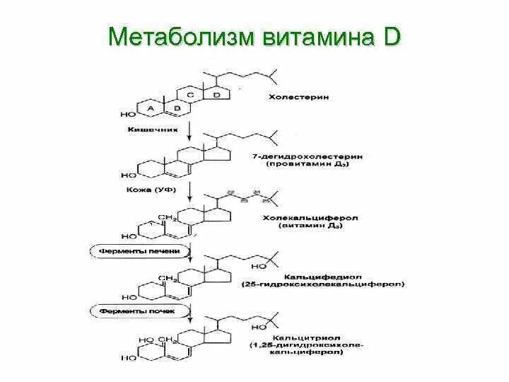 Синтез витаминов в коже. Метаболизм витамина д в организме схема. Схема образования активной формы витамина д. Схема метаболизма витамина д3. Схема метаболизма витамина д.