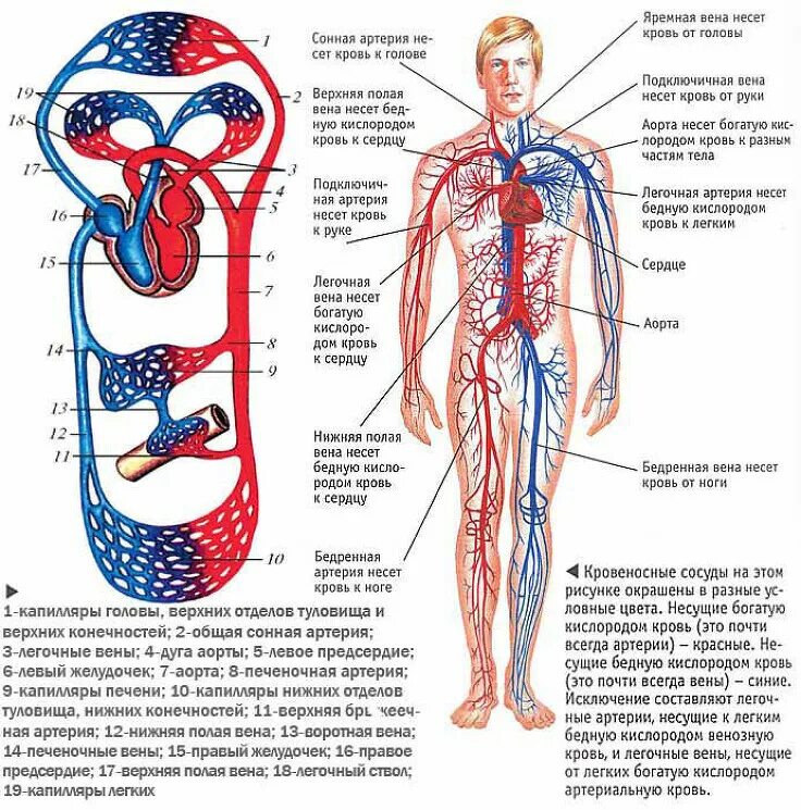 Строение кровяной системы человека. Строение кровеносной системы человека схема. Кровообращение человека кровеносная система схема. Артерии и вены человека схема. Что значит кровообращение