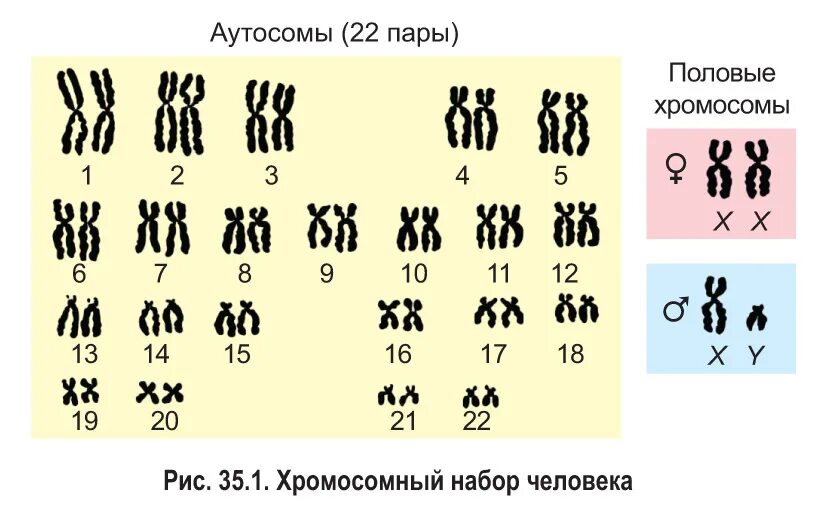 Половые хромосомы мужского организма. Кариотип человека 22 аутосомы. Кариотип человека аутосомы половые хромосомы. Кариотип набор хромосом. Мужской и женский кариотип.