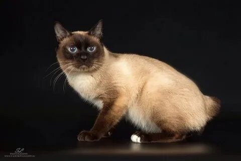 Тай дон кошка