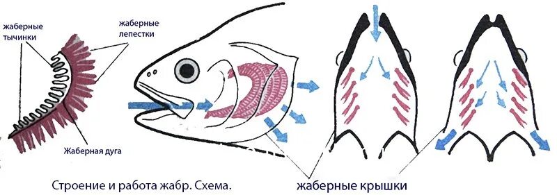 Строение жабр речного окуня. Дыхательная система система рыб. Жаберное дыхание у рыб. Строение жаберного аппарата костных рыб. Рыба дышащая легкими